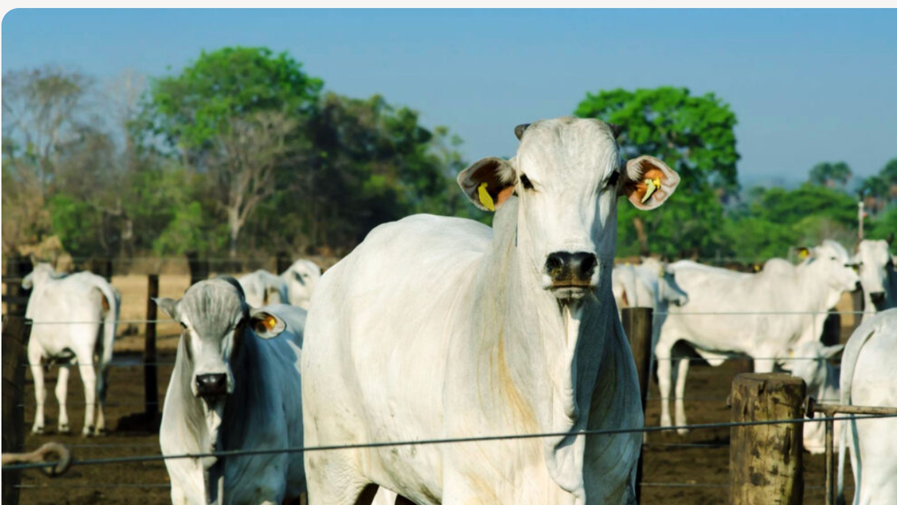 Gado em propriedade rural com cercamento visível